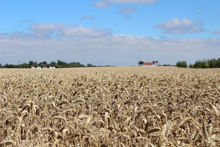 Lantmaennen 05 768x512